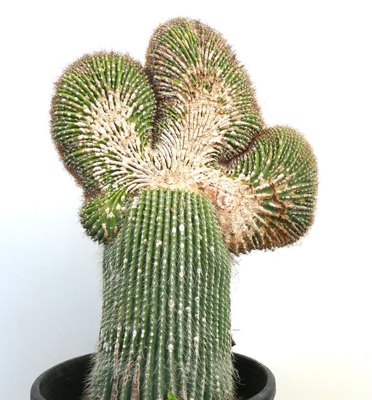 Carnegiea polylopha crested rare cactus with ribbed green stems and dense spines in pot