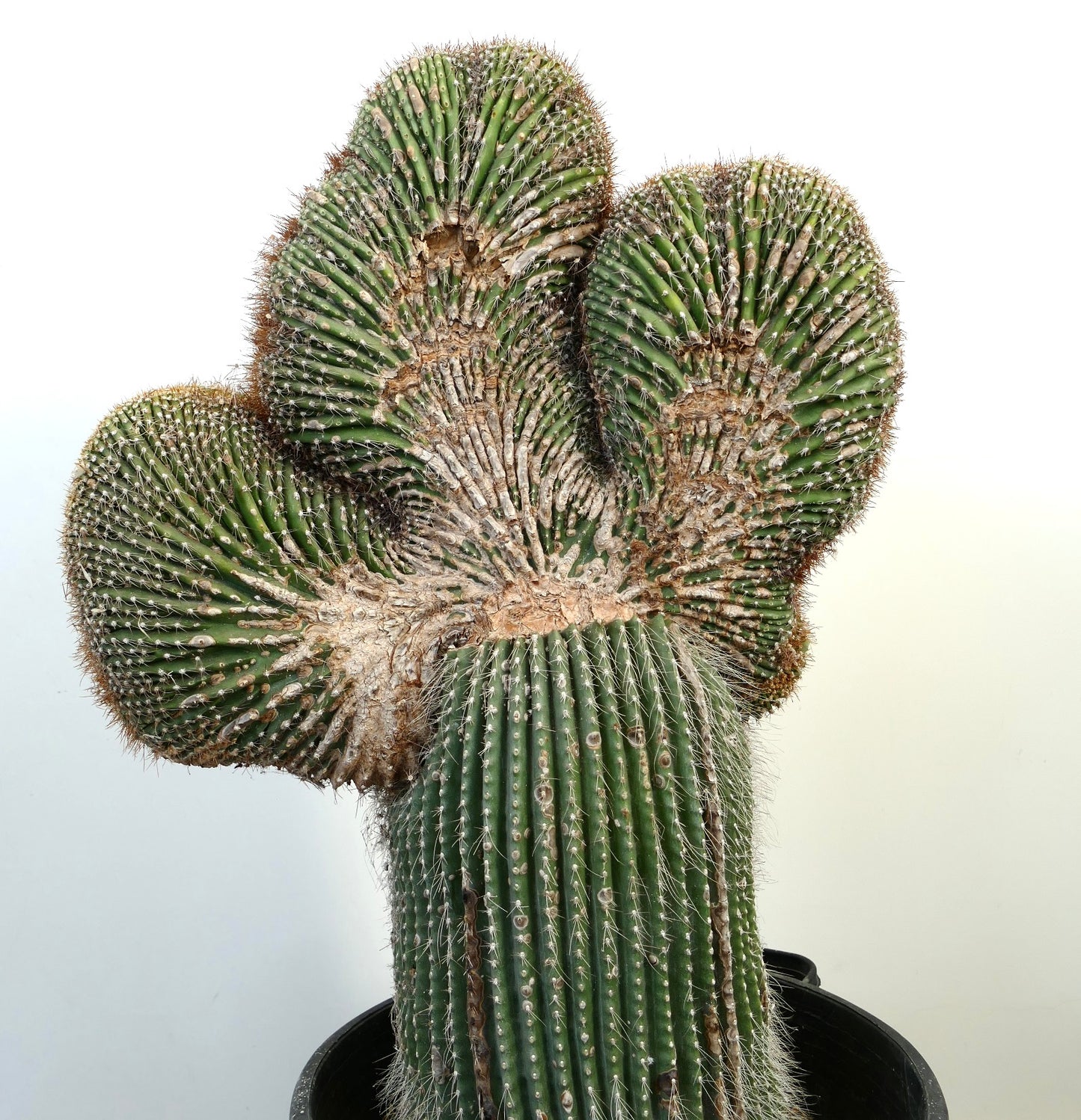 Carnegiea polylopha rare crested cactus with ribbed green stems and white spines