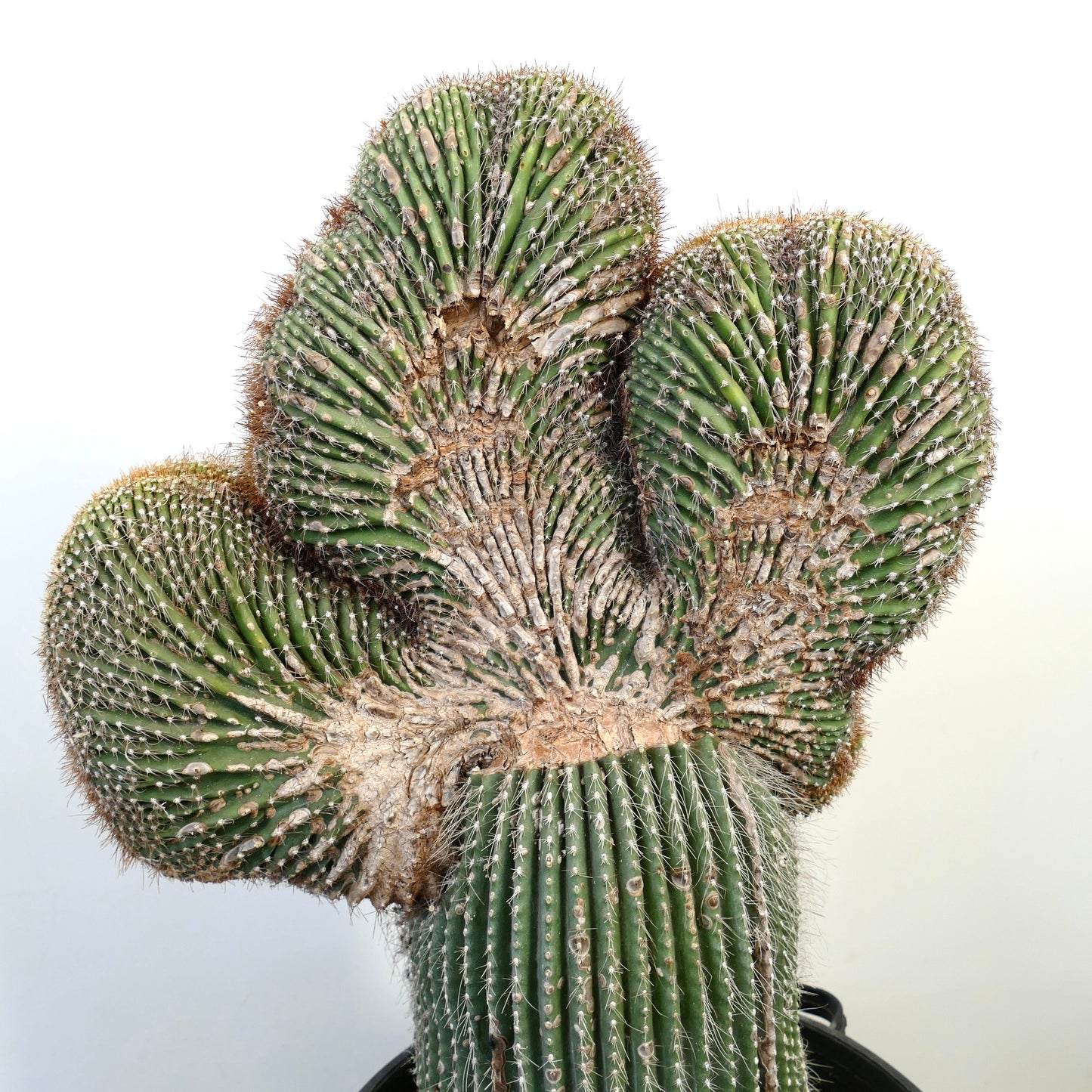 Carnegiea polylopha rare crested cactus with fan-shaped green ribbed stems and white spines