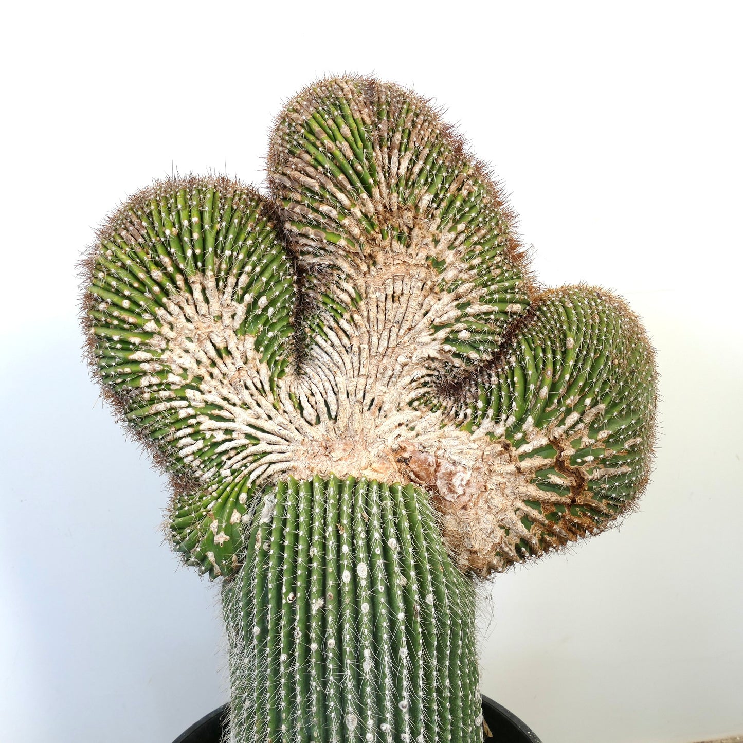 Carnegiea polylopha rare crested cactus with textured green stems and white spines