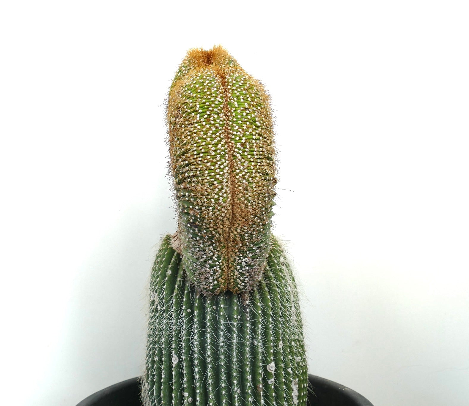 Carnegiea polylopha rare crested cactus with dense golden spines and ribbed green base