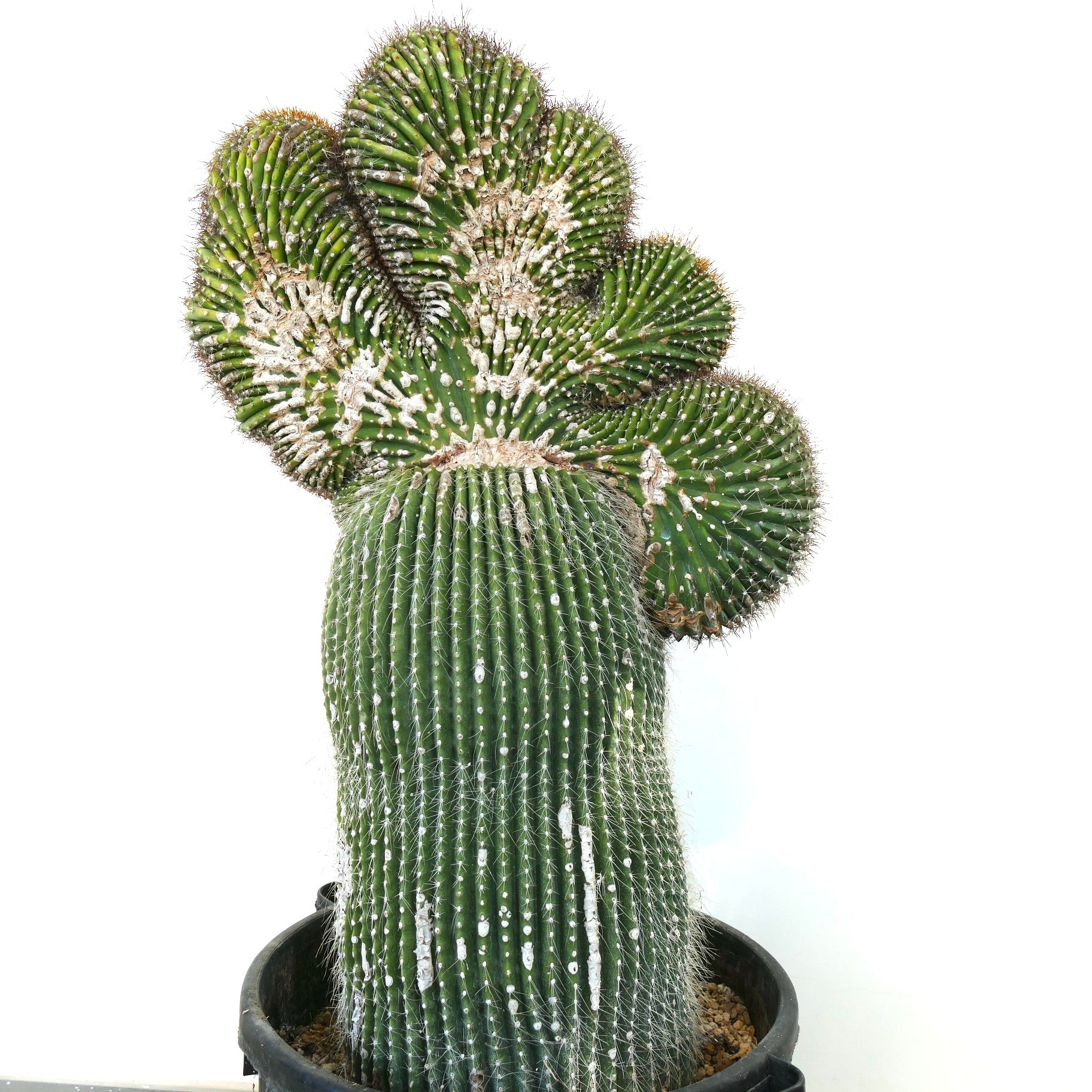 Carnegiea polylopha rare crested cactus with textured green ribs and white areoles in pot