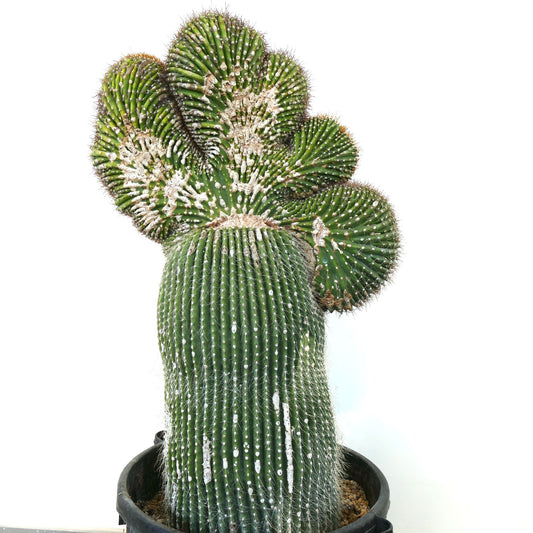 Carnegiea polylopha rare crested cactus with textured green ribs and white areoles in pot