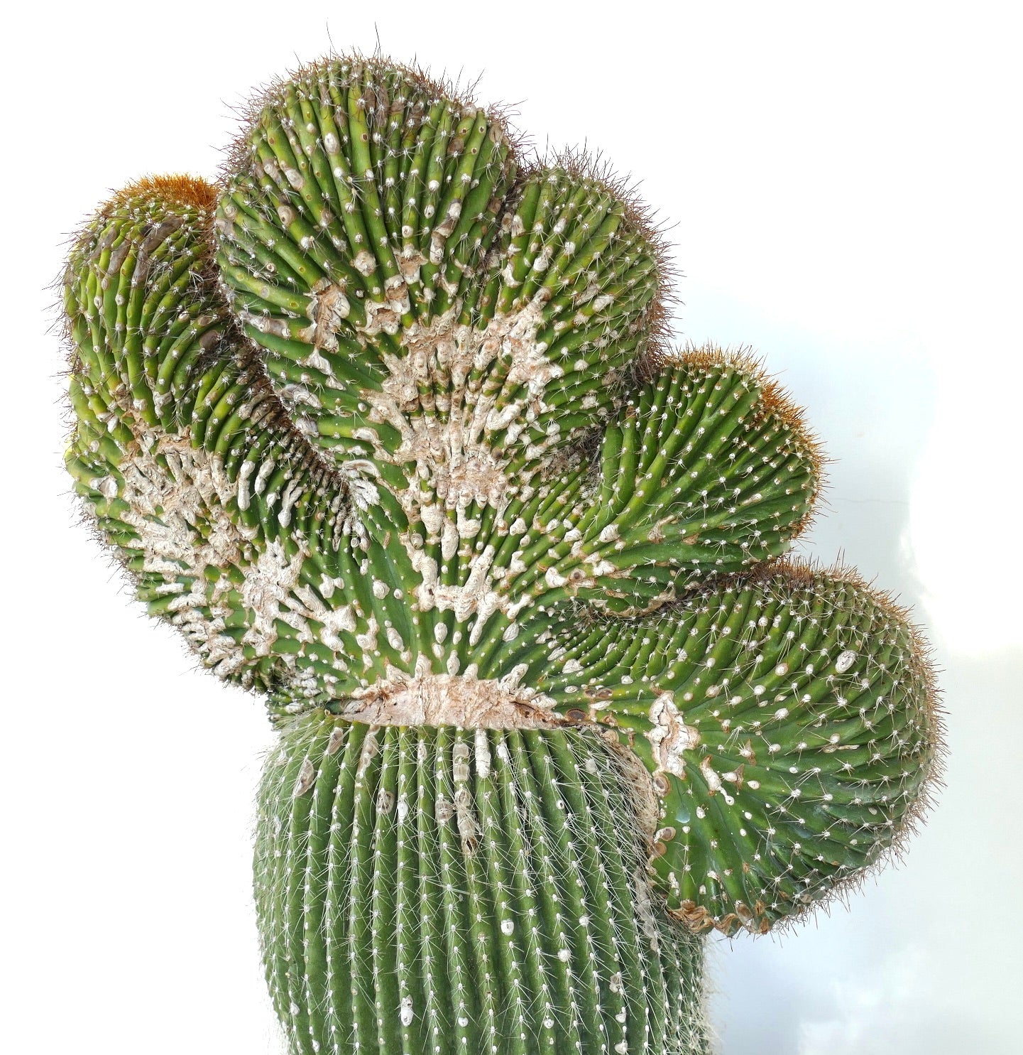 Carnegiea polylopha rare crested cactus with textured green ribs and brown spines