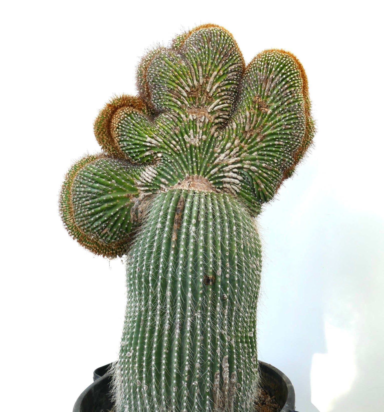 Carnegiea polylopha rare crested cactus with ribbed green stem and dense white spines