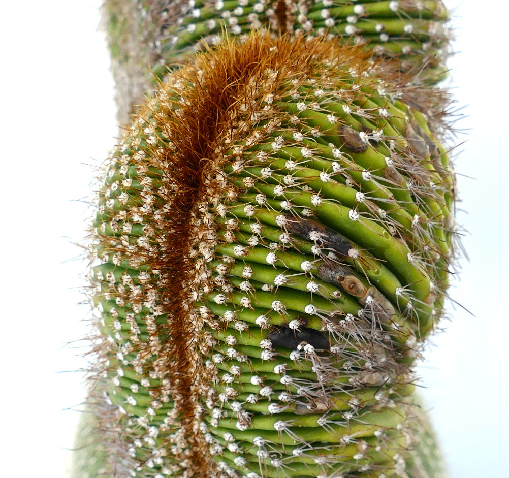 Carnegiea polylopha rare crested cactus with dense brown spines and ribbed green stem