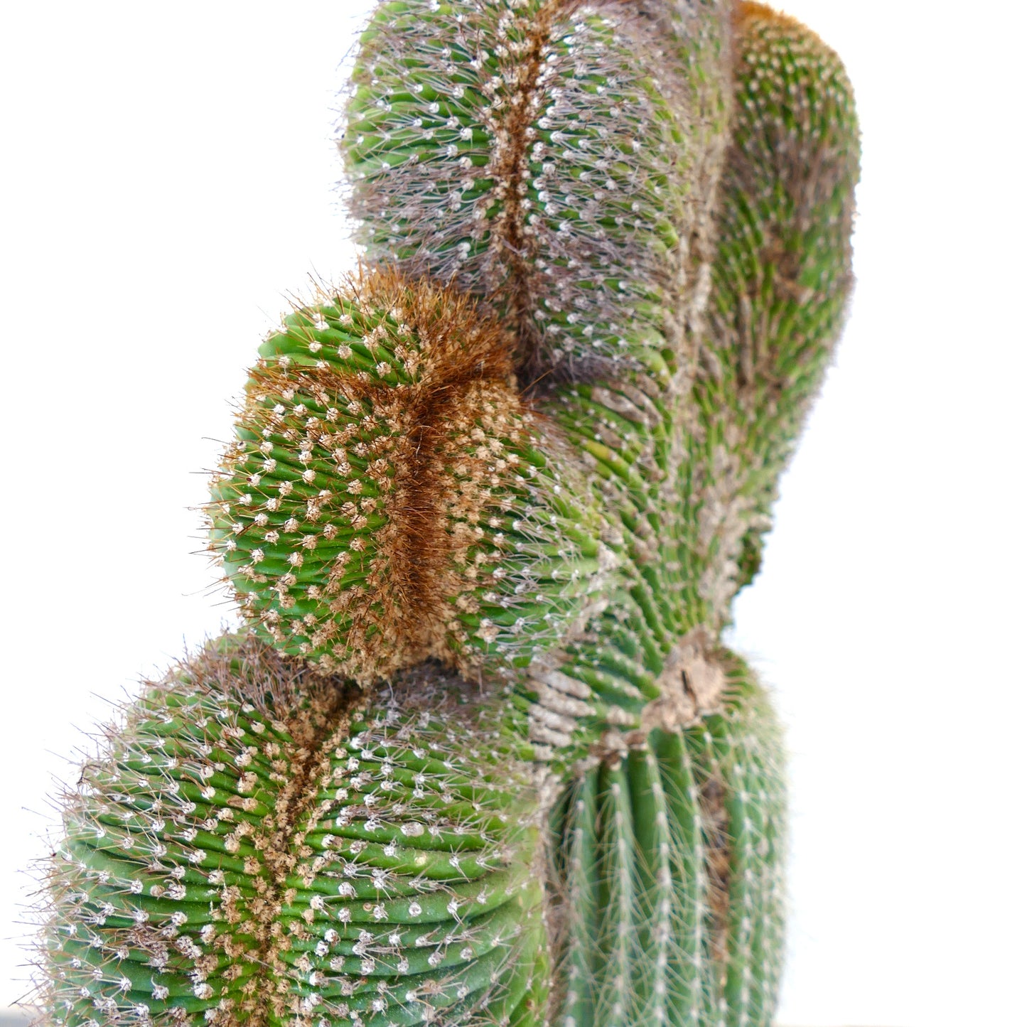 Carnegiea polylopha rare crested cactus with dense white and brown spines close-up