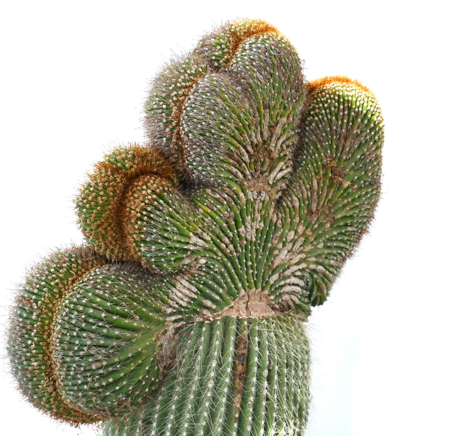 Carnegiea polylopha rare crested cactus with dense spines and textured green ribs
