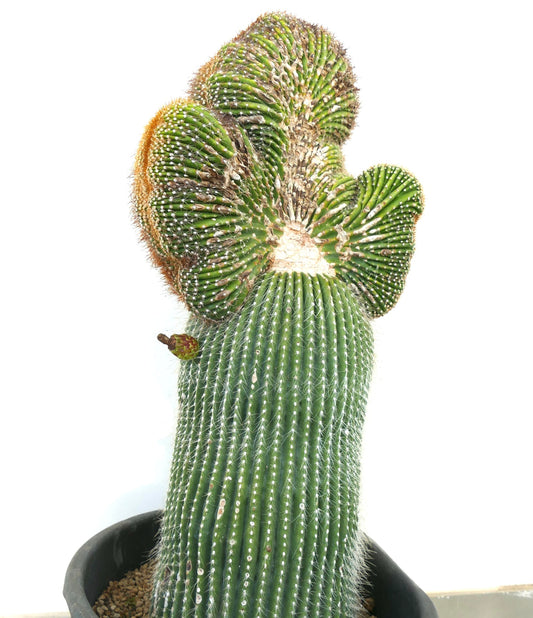 Carnegiea polylopha rare crested cactus with ribbed green stem and white spines in pot