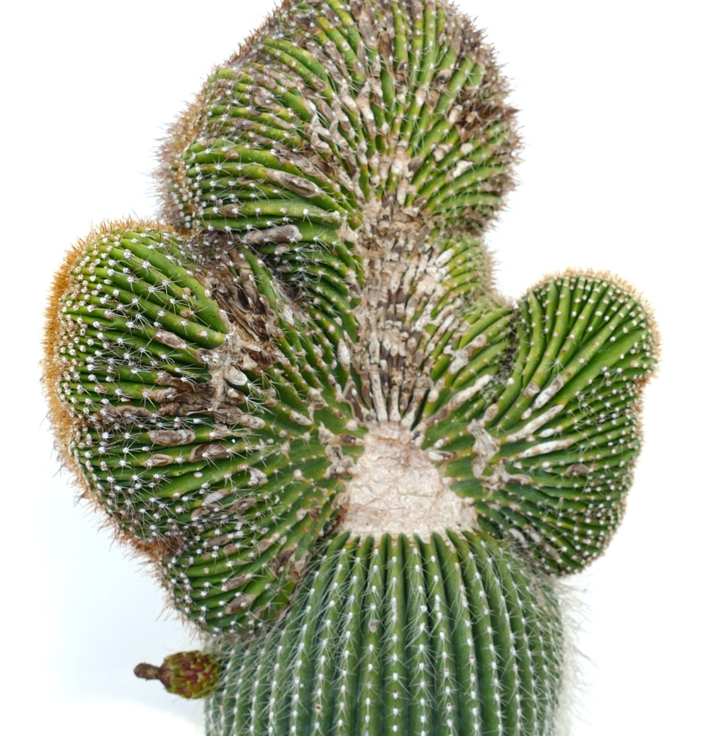 Carnegiea polylopha rare crested cactus with ribbed green stems and white spines