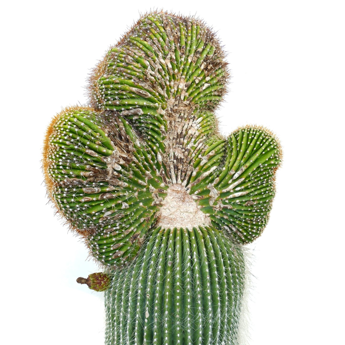 Carnegiea polylopha rare crested cactus with ribbed green stems and white spines