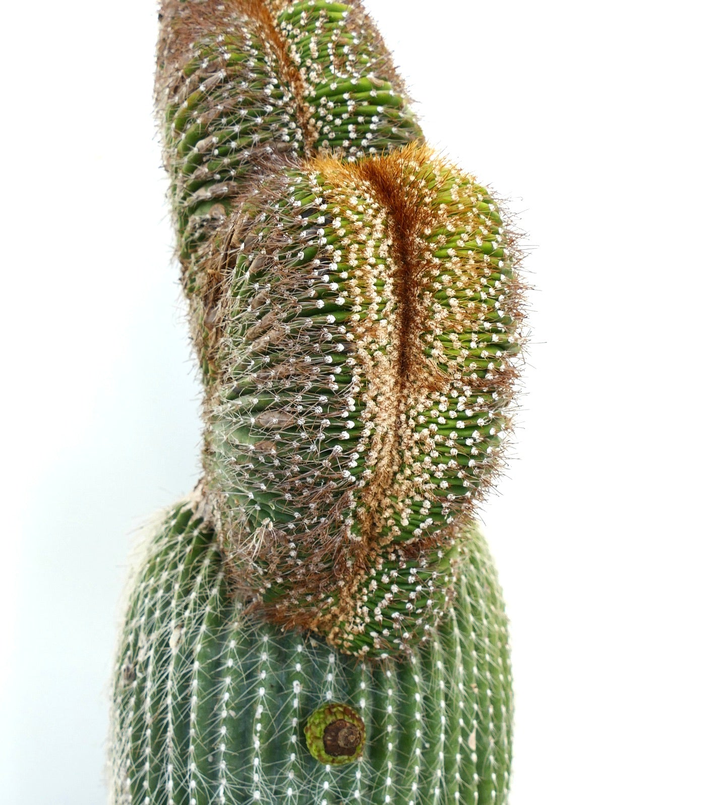 Carnegiea polylopha rare crested cactus with dense brown spines and green ribbed stems