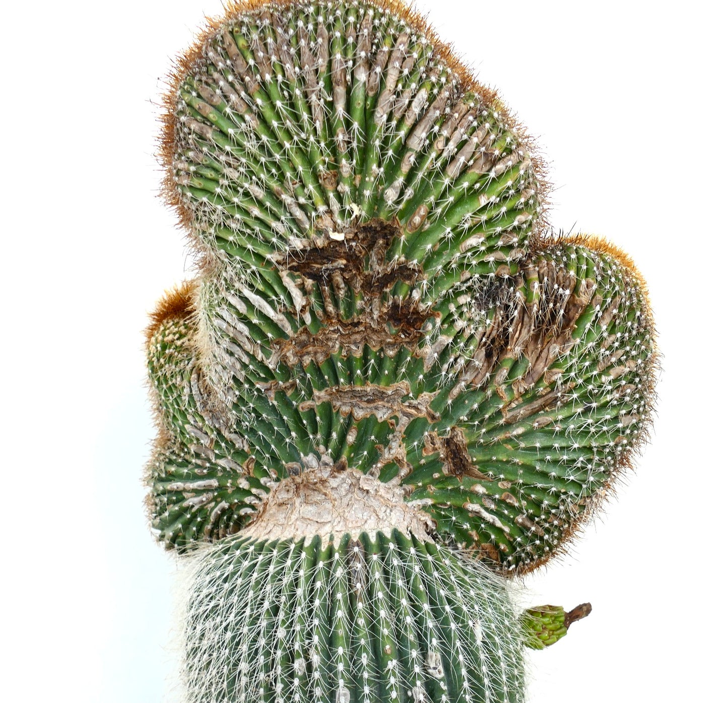 Carnegiea polylopha rare crested cactus with dense white spines and textured green stem