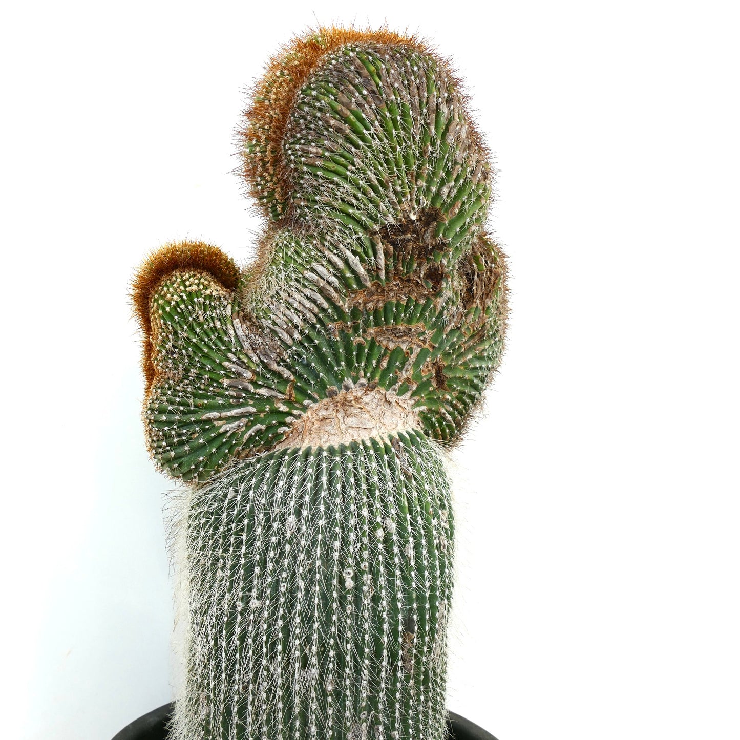 Carnegiea polylopha rare crested cactus with dense white spines and textured green stem