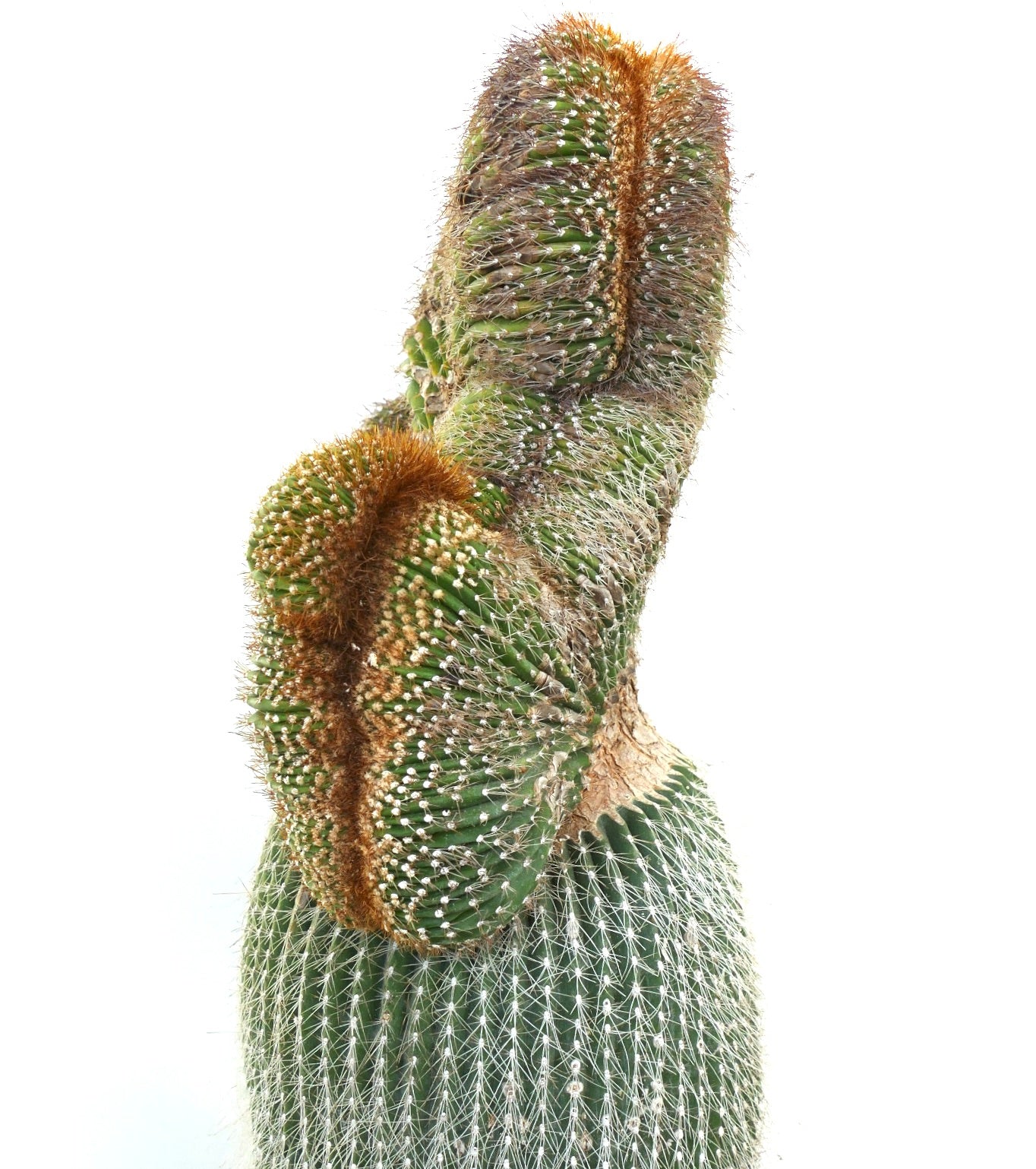 Carnegiea polylopha rare crested cactus with dense spines and unique textured growth