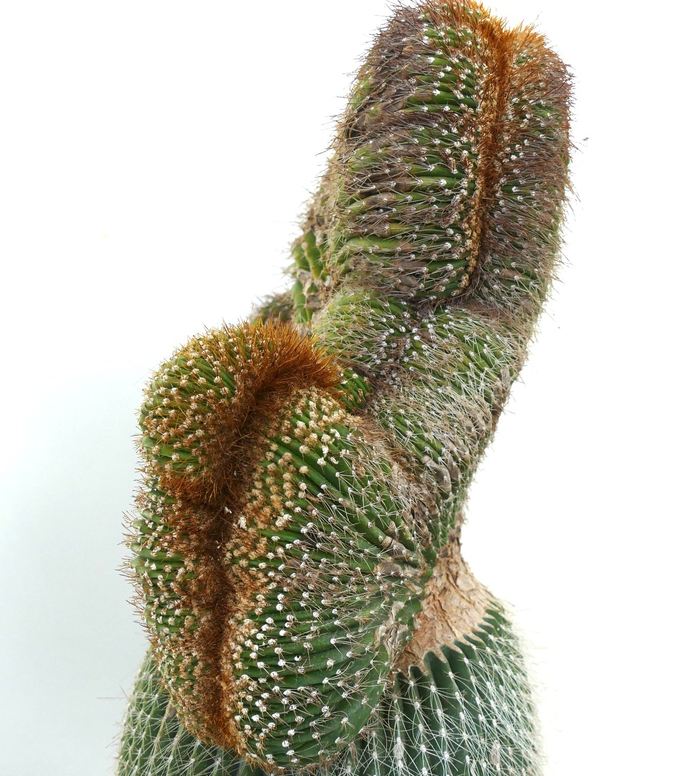 Carnegiea polylopha rare crested cactus with dense brown spines and ribbed green stems