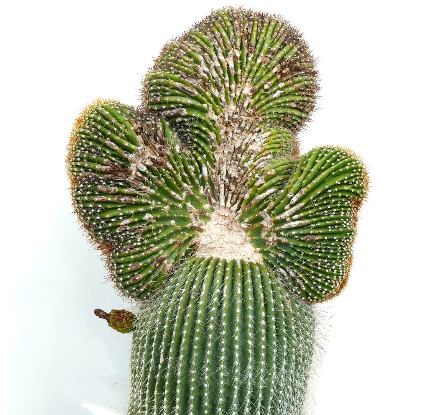 Carnegiea polylopha rare crested cactus with ribbed green stems and white spines