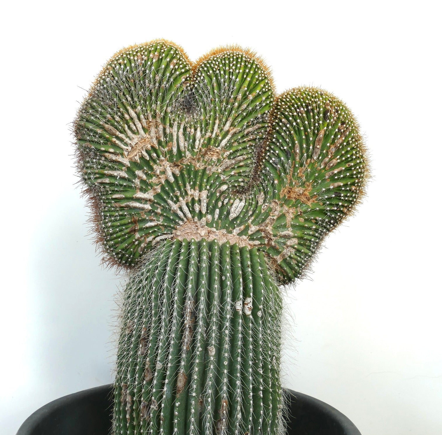 Carnegiea polylopha rare crested cactus with ribbed green stems and white spines