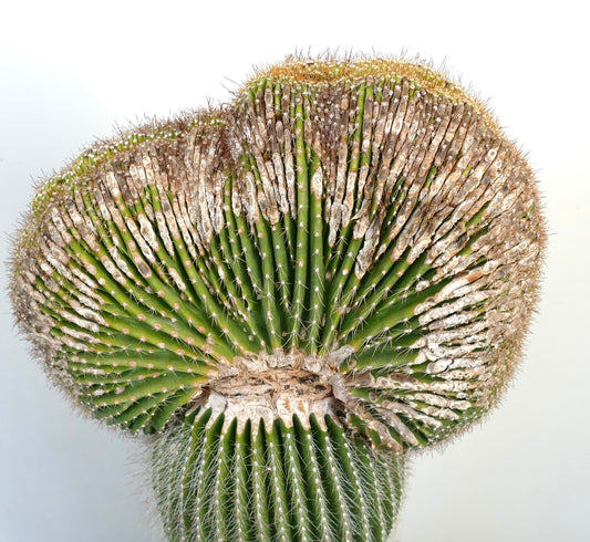 Carnegiea polylopha rare crested cactus with ribbed green stems and brown spines