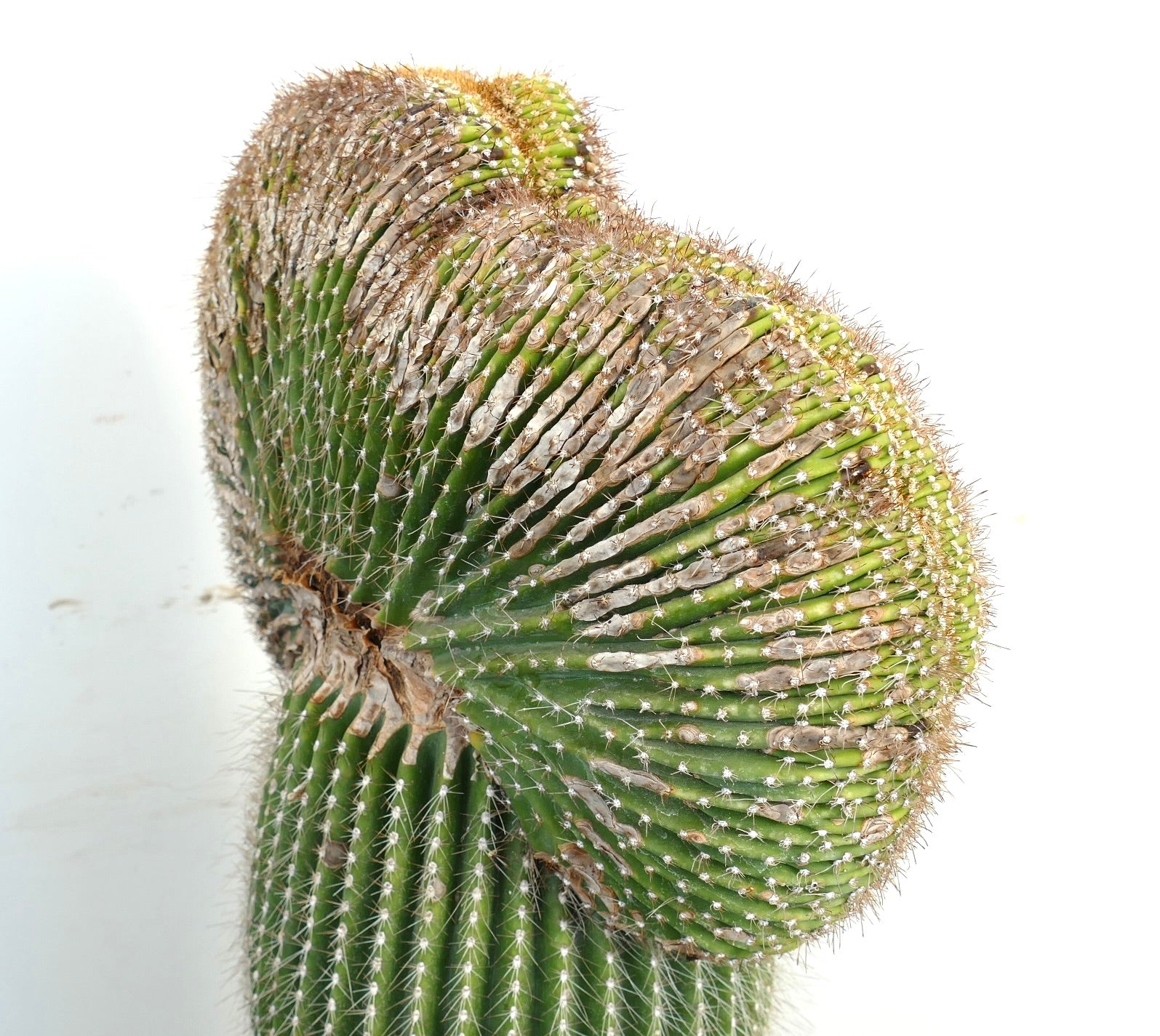 Carnegiea polylopha rare crested cactus with ribbed green stem and small spines