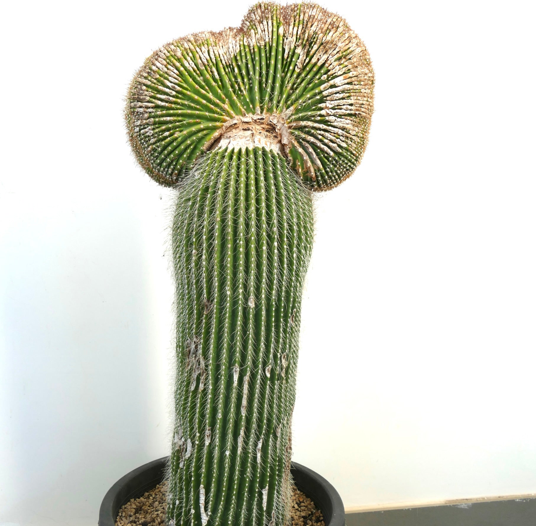 Carnegiea polylopha rare crested cactus with ribbed green stem and white spines in pot