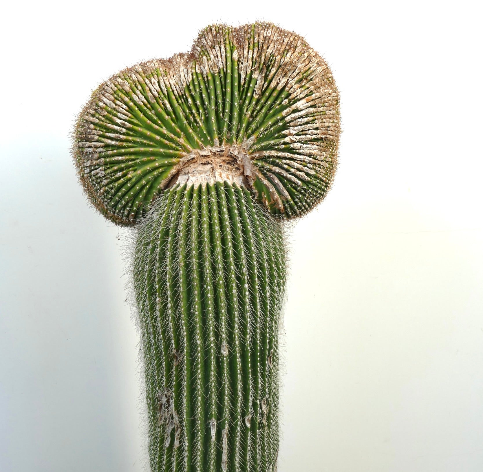 Carnegiea polylopha rare crested cactus with ribbed green stem and white spines