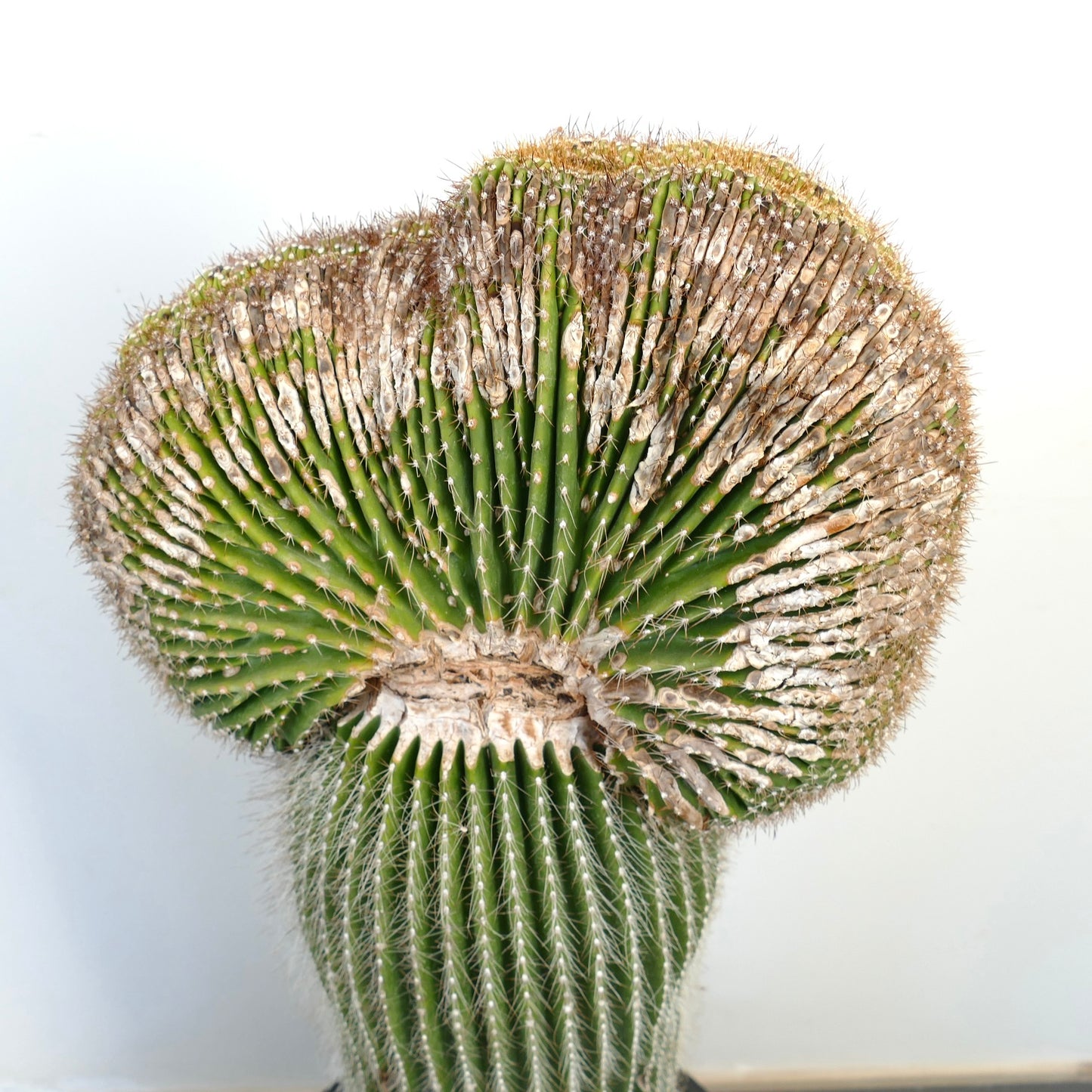 Carnegiea polylopha rare crested cactus with ribbed green stems and white spines