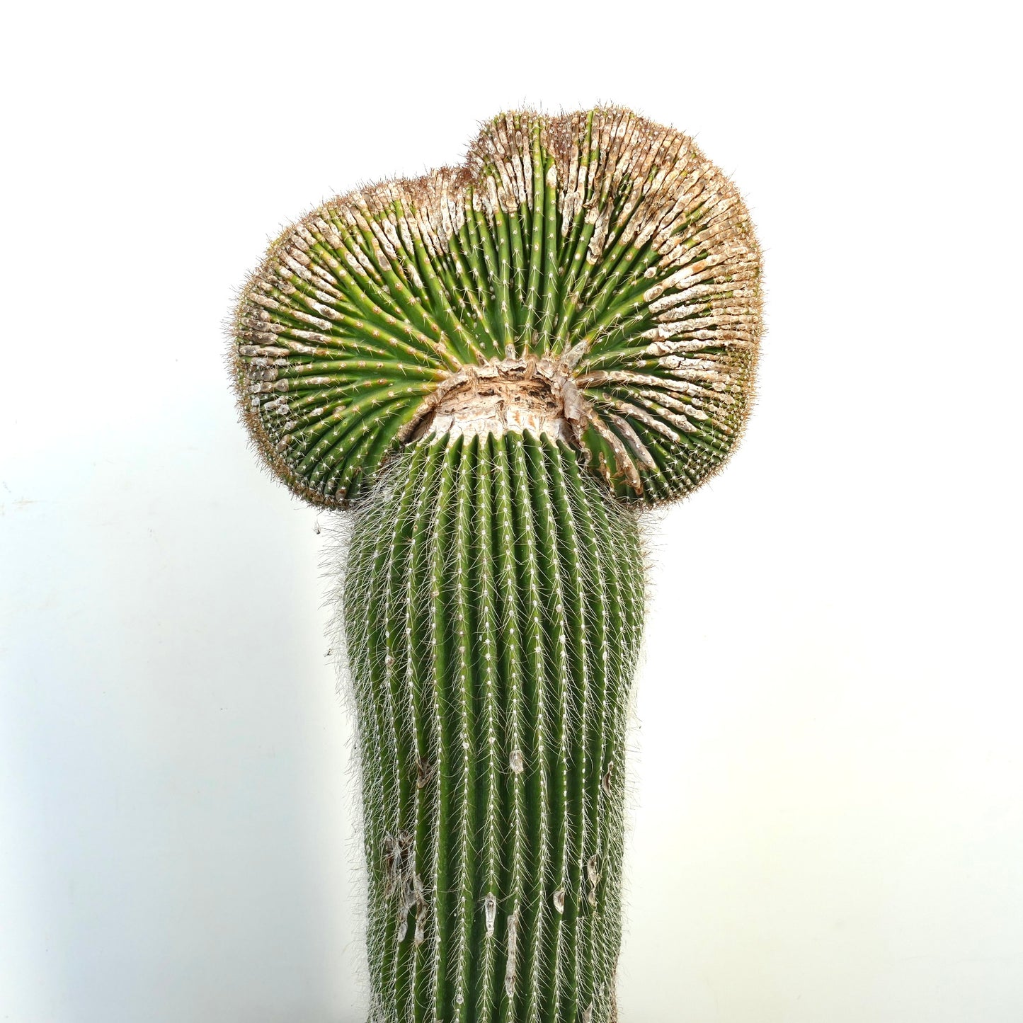 Carnegiea polylopha rare crested cactus with ribbed green stem and textured top growth