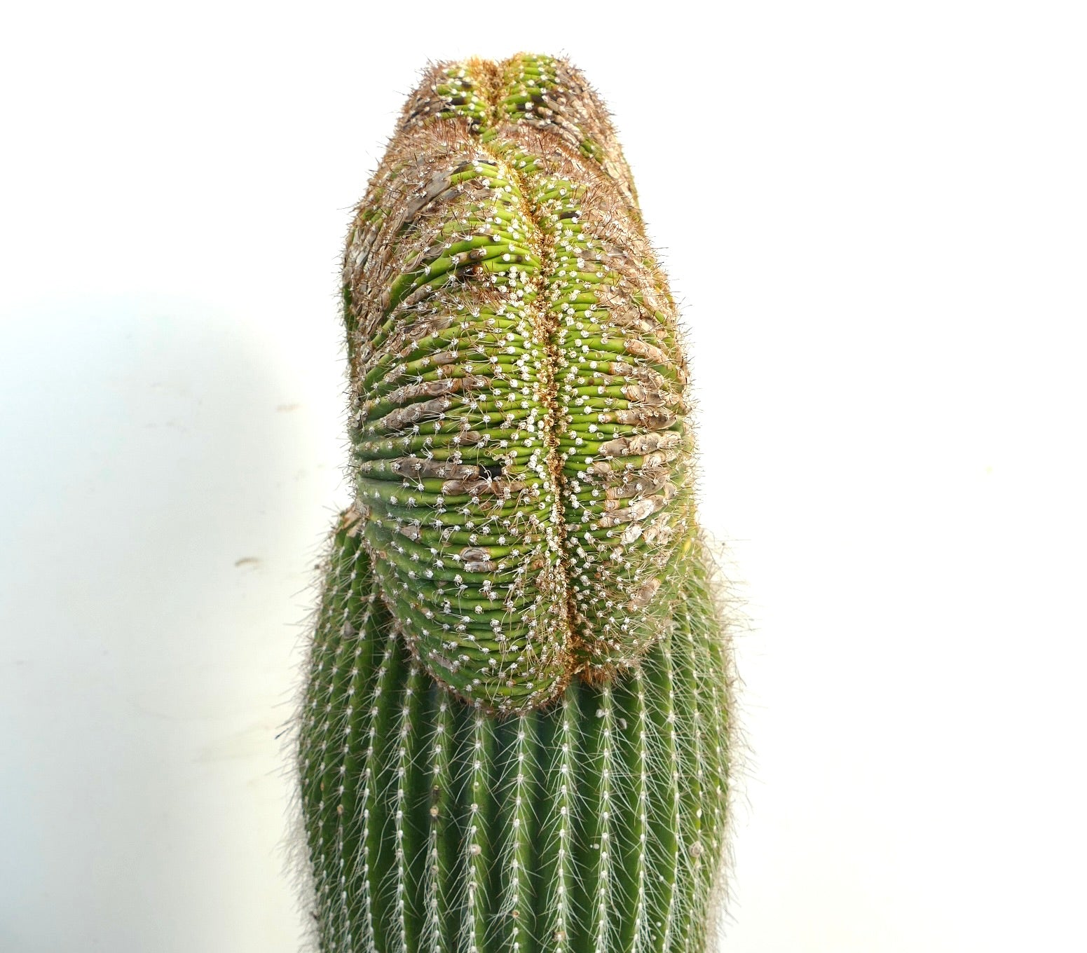 Carnegiea polylopha rare crested cactus with ribbed green stem and dense spines