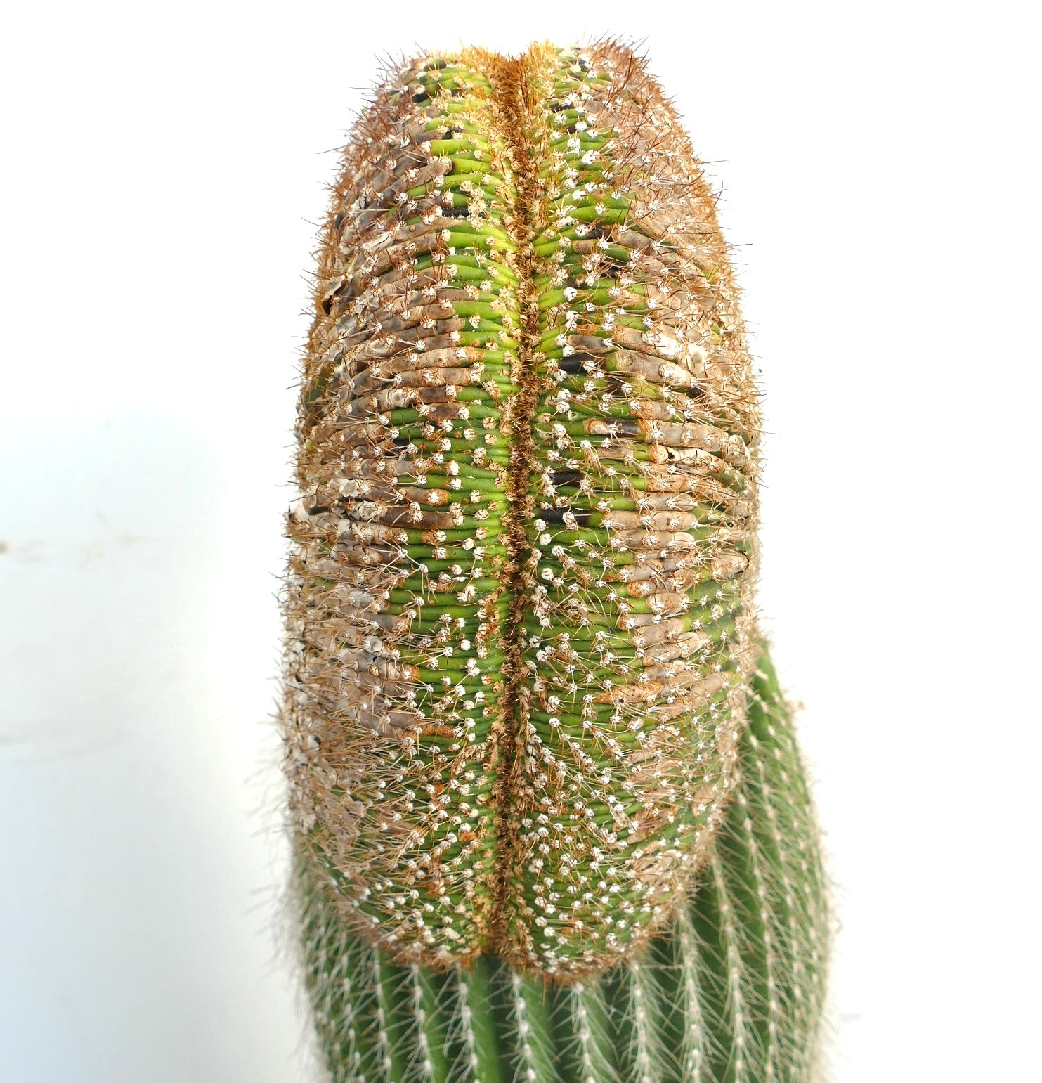 Carnegiea polylopha rare crested cactus with ribbed green stem and dense brown spines