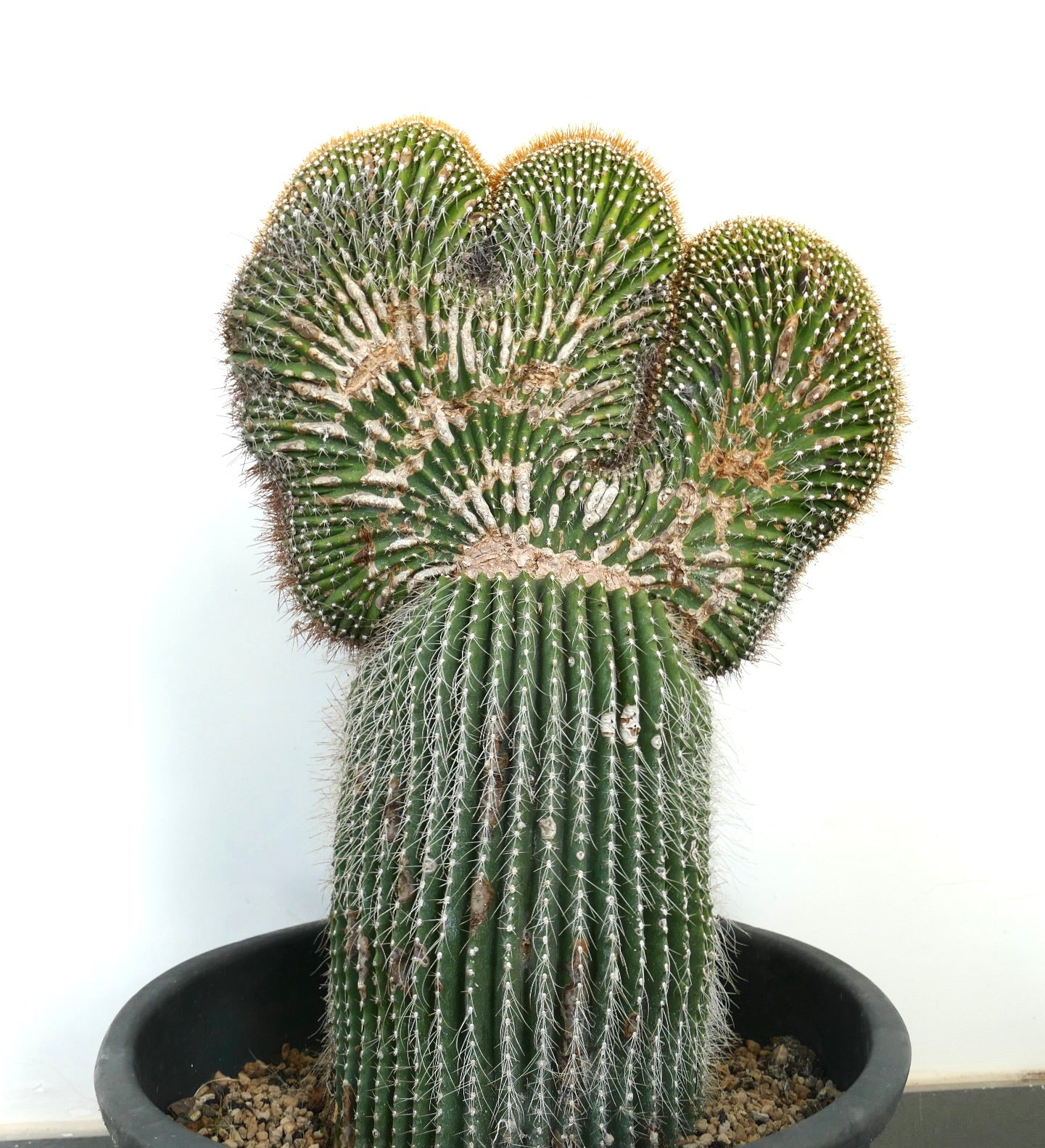 Carnegiea polylopha rare crested cactus with ribbed green stem and golden spines in pot