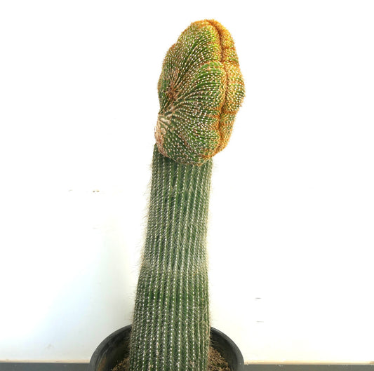 Carnegiea polylopha rare crested cactus with tall ribbed green stem and golden spines