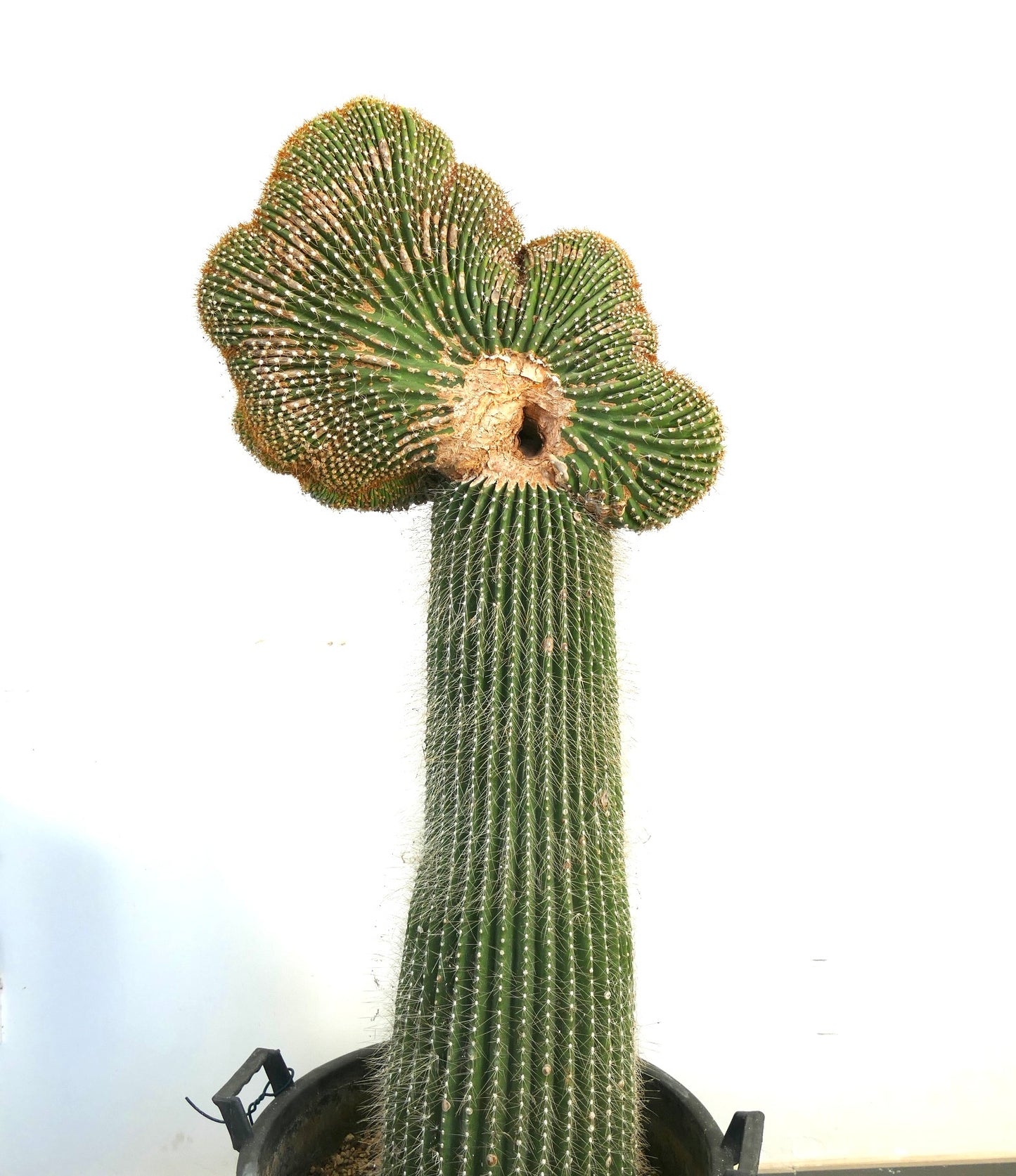 Carnegiea polylopha rare crested cactus with ribbed green stem and spines