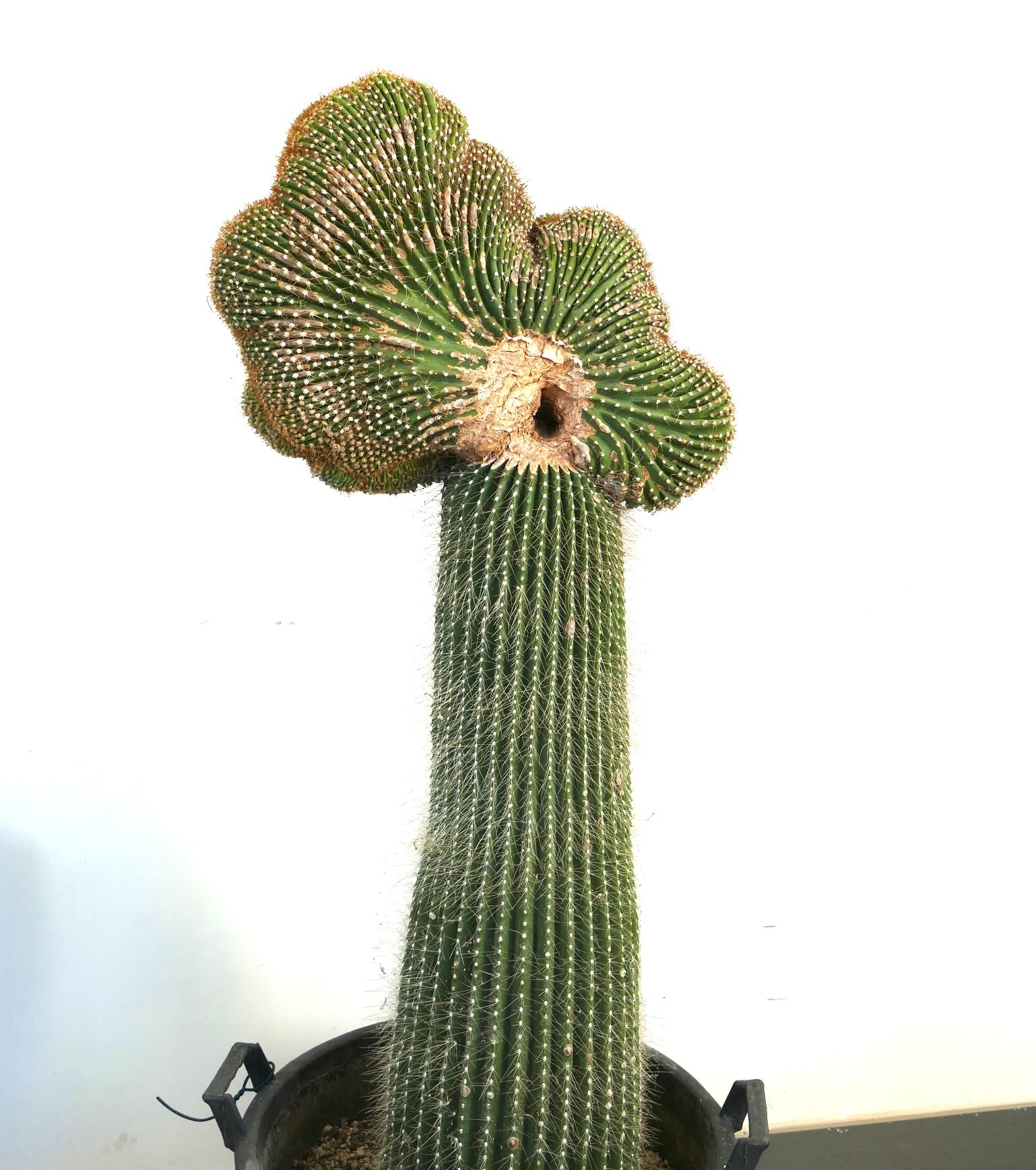 Carnegiea polylopha rare crested cactus with ribbed green stem and dense spines