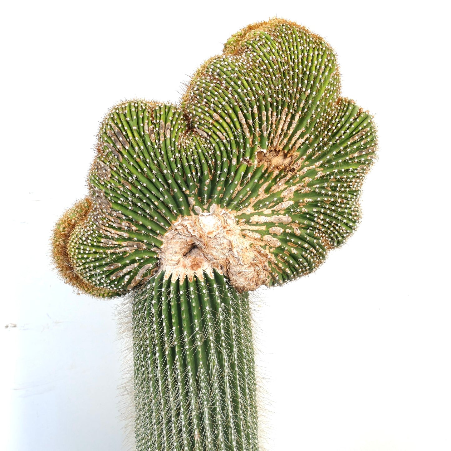 Carnegiea polylopha rare crested cactus with ribbed, spiny green stems and unique fan shape