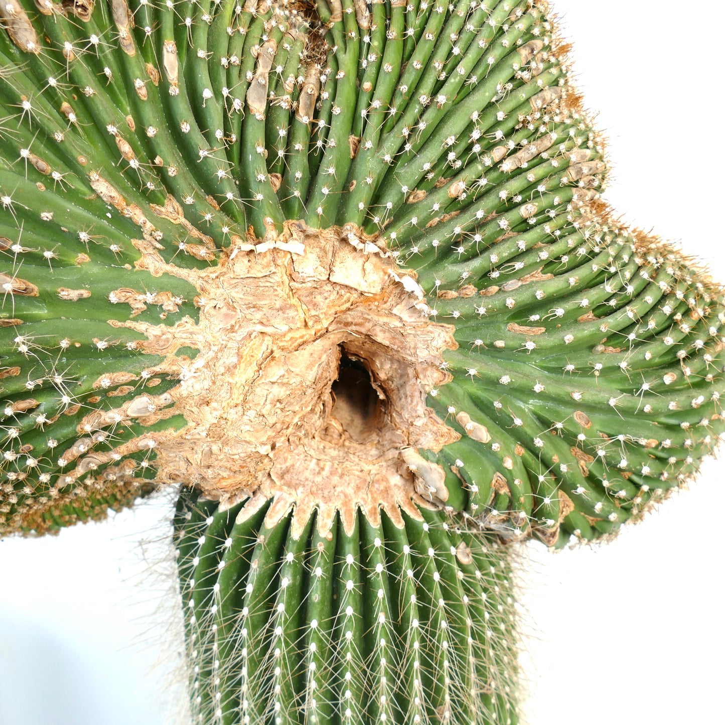Carnegiea polylopha rare crested cactus with textured green ribs and spines close-up