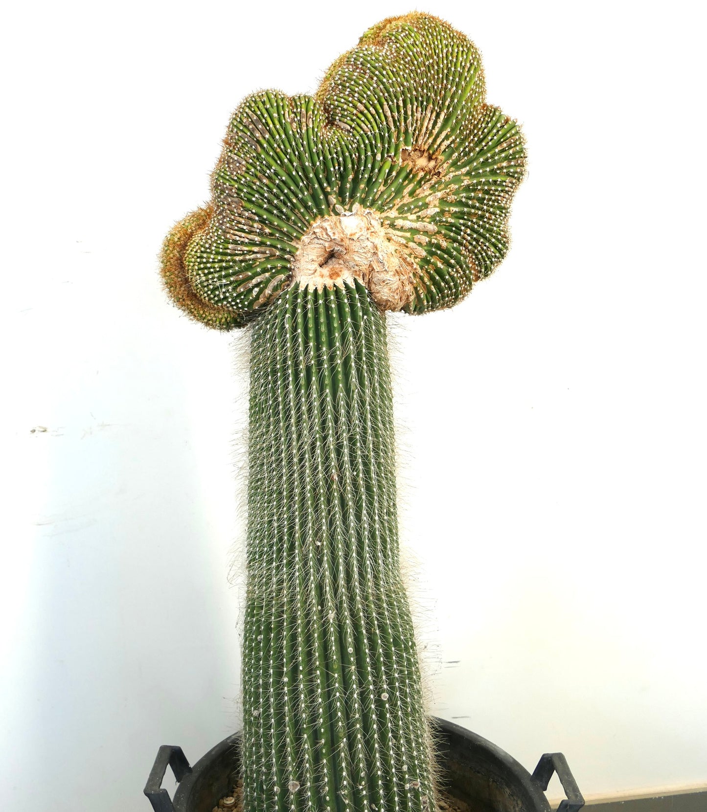 Carnegiea polylopha rare crested cactus with ribbed green stem and dense white spines