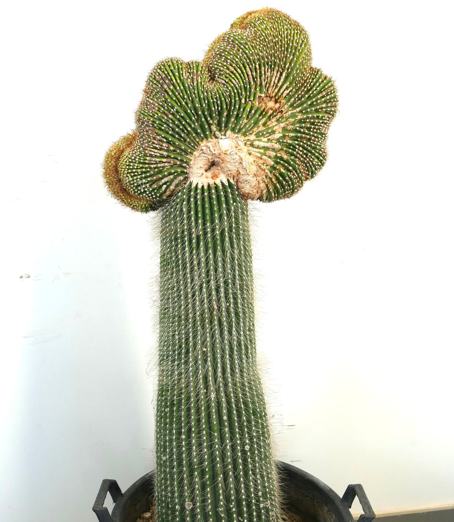 Carnegiea polylopha rare crested cactus with ribbed green stem and dense white spines