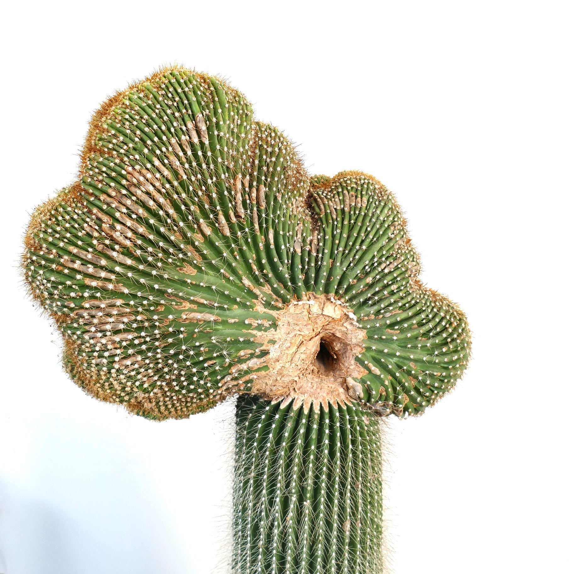 Carnegiea polylopha rare crested cactus with fan-shaped green ridges and white spines