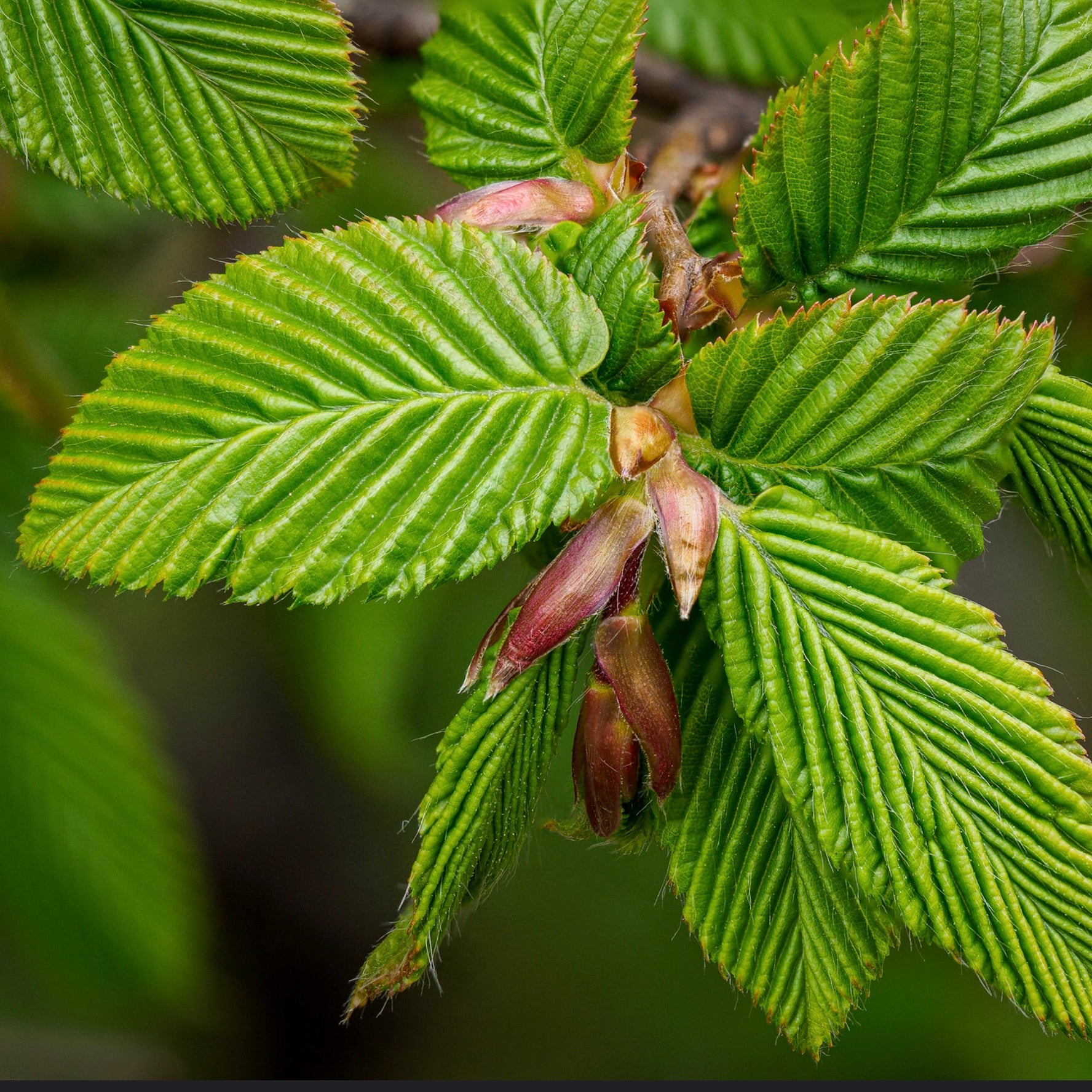 Carpinus betulus fresh green serrated leaves with emerging reddish buds close-up