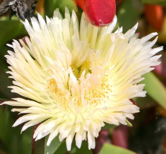 Carpobrotus edulis var. luteus SEEDS