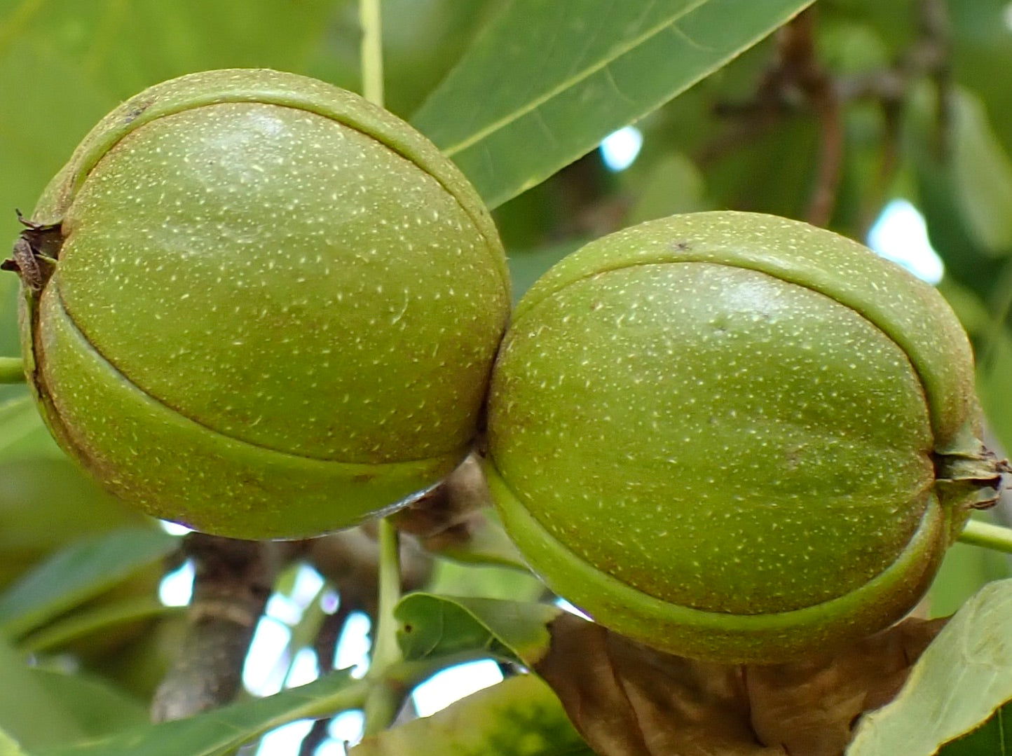 Carya ovata close-up of green, round, textured nuts on leafy branch