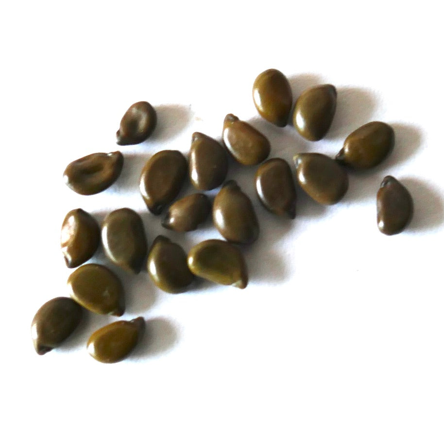 植え付け用に白い背景に散らばったカッシア・コリンボサの種子