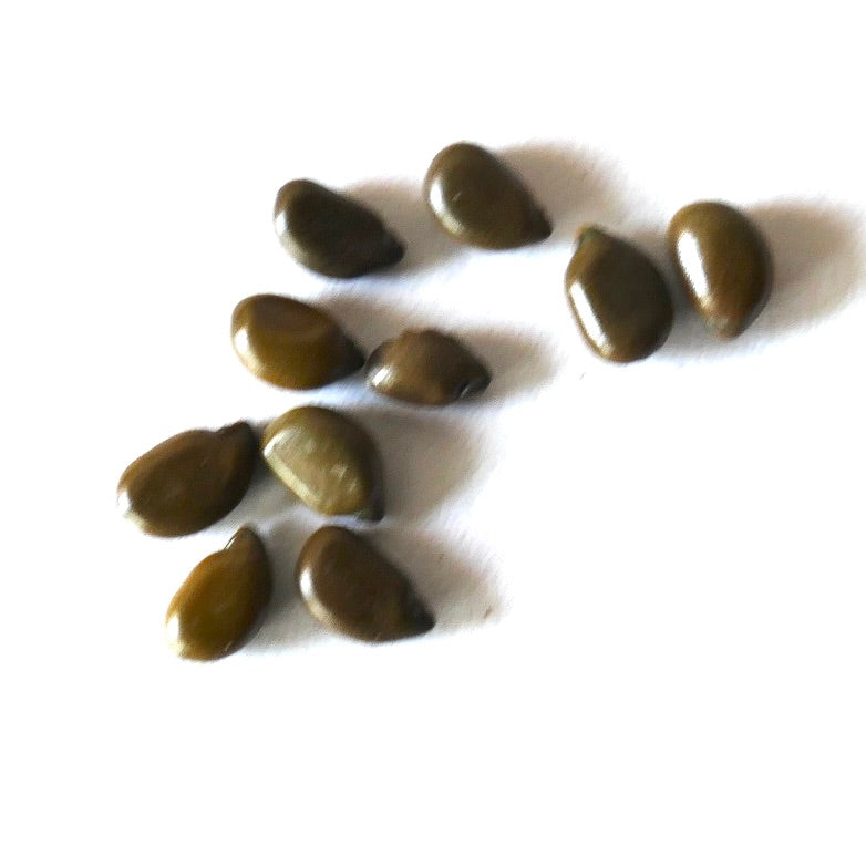カッシア・コリンボーサ 種子 小さな茶色の光沢のあるボタニカル種子（植物栽培用）