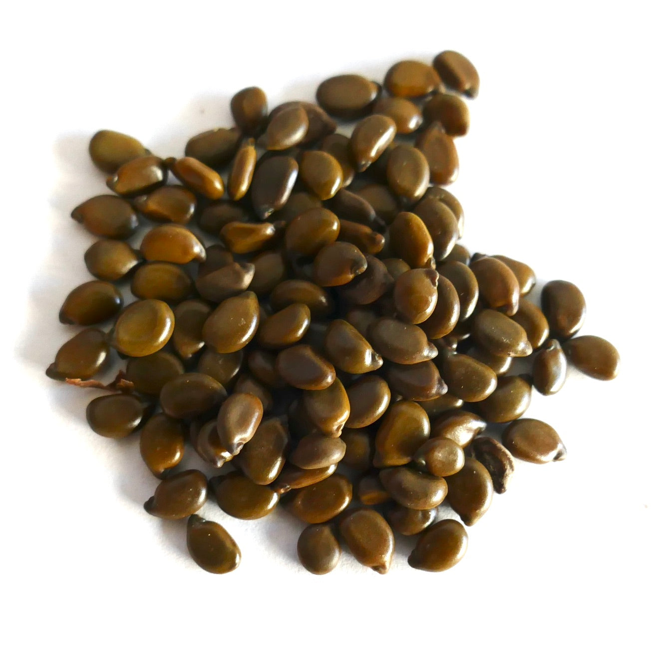 Glatt glänzende braune Samen von Cassia corymbosa für Pflanz- und Vermehrungszwecke