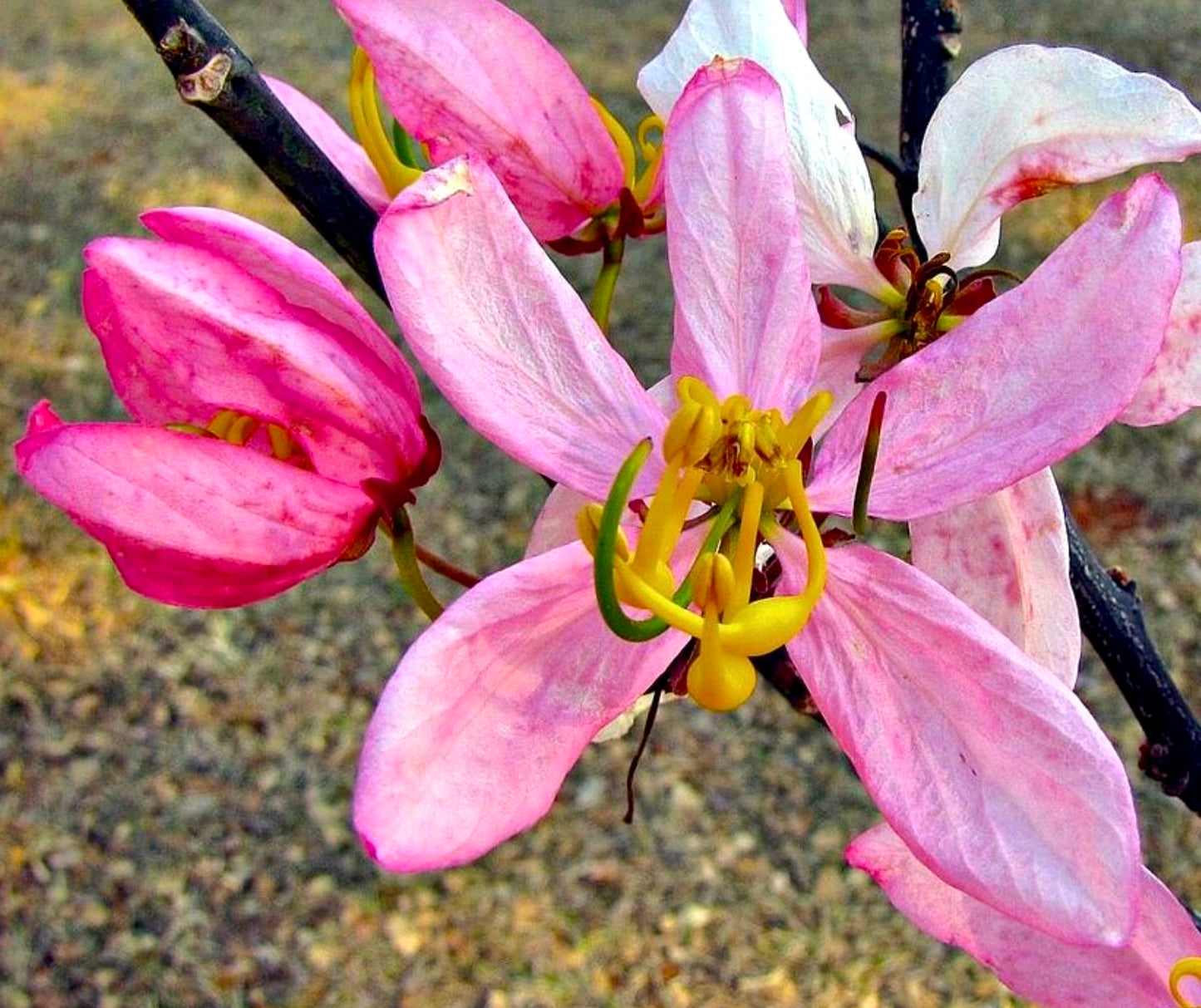 Cassia javanica susb. nodosa SEEDS