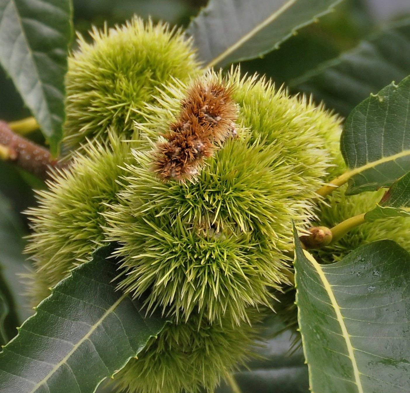 Castanea sativa, ricci verdi spinosi con foglie lucide e seghettate, dettaglio ravvicinato