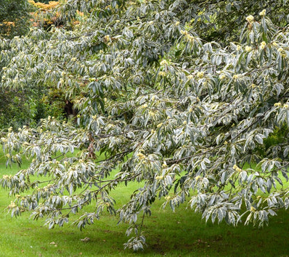 Castanea sativa variegated tree with green and white leaves and small yellow flowers