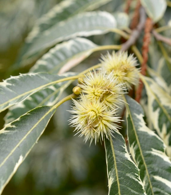 Castanea sativa variegated leaves with spiky yellow-green fruit clusters