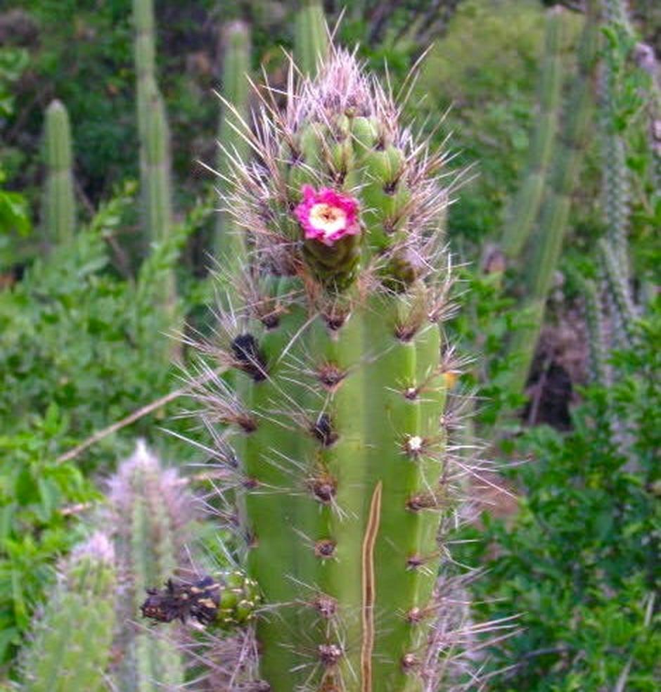 Castellanosia caineana SEEDS